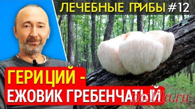 ГРИБ Ежовик гребенчатый, Гериций: средство от Альцгеймера, Паркинсона, старения. Улучшает память!
