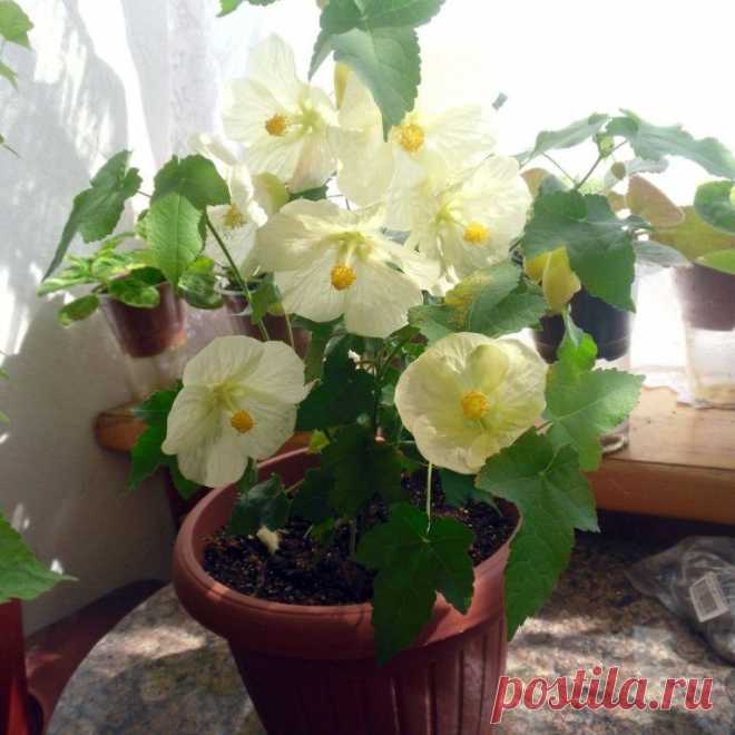 Какие цветы нужны для счастья разным Знакам Зодиака! » Женский Мир