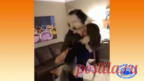 Такой вот мохнатый пёсик #ЛучшееВидео