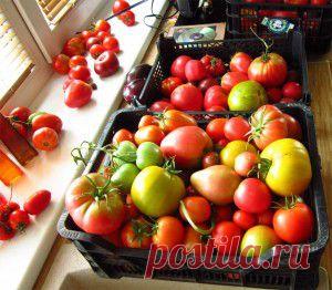 сообщение бама : Урожайность томатов, в теплице и на воле (09:13 15-04-2014) [4545158/321255973] - zelovskaya1949@mail.ru - Почта Mail.Ru