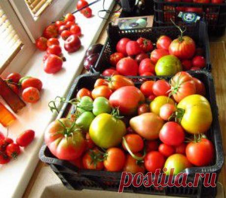 сообщение бама : Урожайность томатов, в теплице и на воле (09:13 15-04-2014) [4545158/321255973] - zelovskaya1949@mail.ru - Почта Mail.Ru