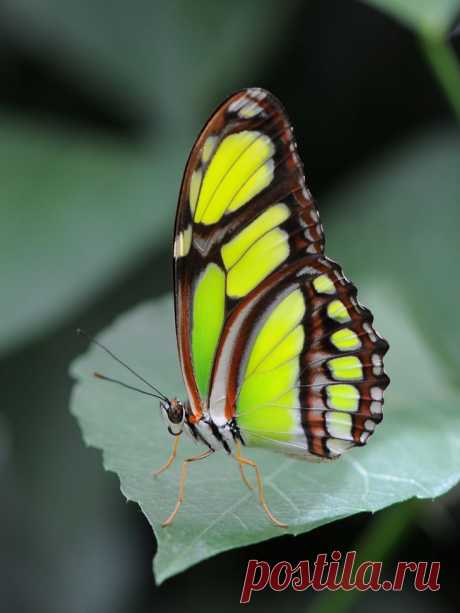 бабочки чудо природы