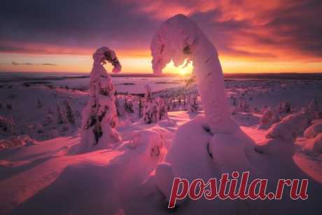 Превращённые природой в причудливые снежные изваяния деревья на вершине Волосяной сопки в окрестностях Кандалакши, Мурманская область. Автор фото – Алексей Оборотов