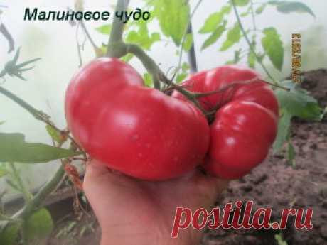 Описания сортов