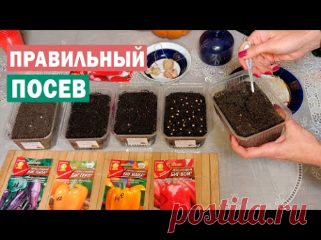 Сезон 2021! Лучший посев перца! Проверенный способ! Будете с урожаем!