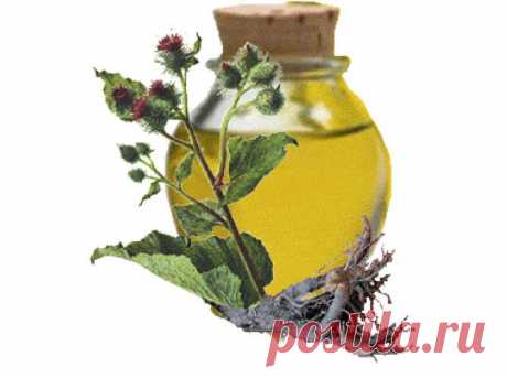 Репейная маска для волос – рецепты наших бабушек