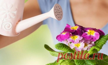 Какой водой и как часто поливать комнатные цветы