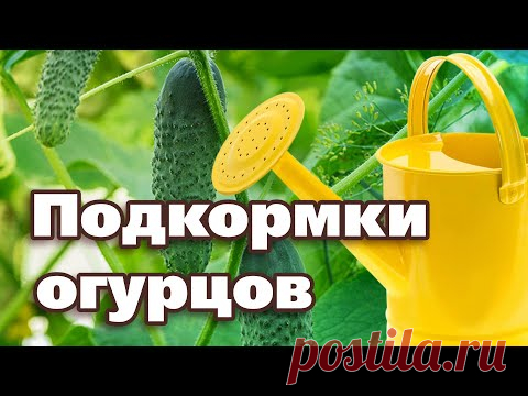 ПОДКОРМИТЕ ОГУРЦЫ ЭТИМ, И ОНИ ЗАВАЛЯТ УРОЖАЕМ С НОГ ДО ГОЛОВЫ