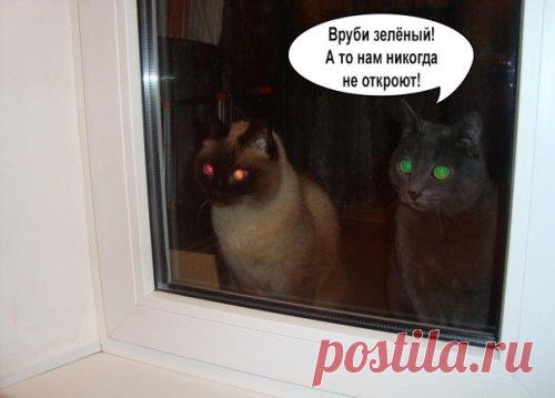 Новые прикольные фотомемы (29 шт)