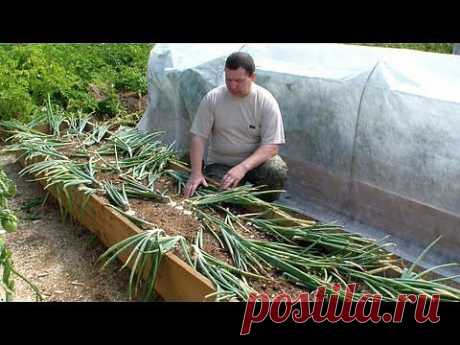 ▶ Выращивание лука репки без лишних хлопот - YouTube