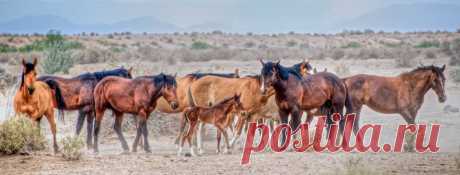 щекотно-фантазии : фото