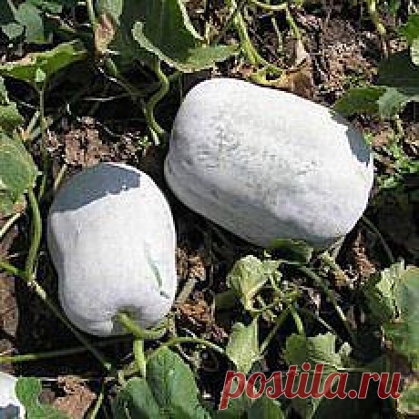 ПОЛЕЗНАЯ БЕНИНКАЗА