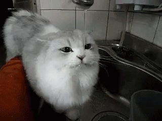 Интересно - 50 GIF-доказательств, что коты — чертовски весёлые ребята