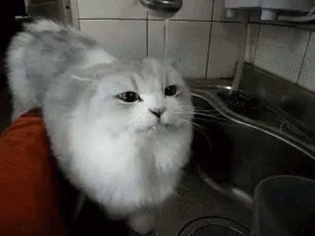 Интересно - 50 GIF-доказательств, что коты — чертовски весёлые ребята