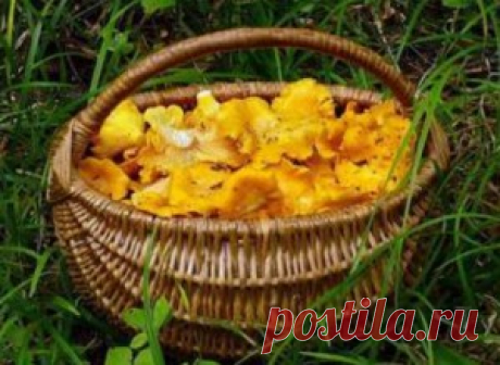 Как мариновать лисички на зиму: 4 рецепта приготовления маринованных лисичек в банках - Onwomen.ru