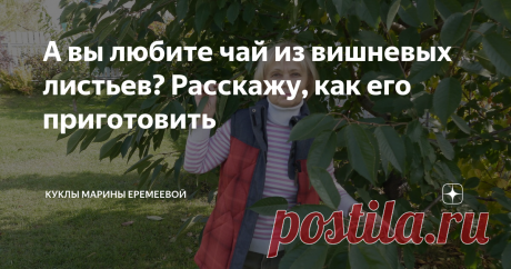 А вы любите чай из вишневых листьев? Расскажу, как его приготовить Кстати, именно из сентябрьских листьев получается более насыщенный и богатый вкус.