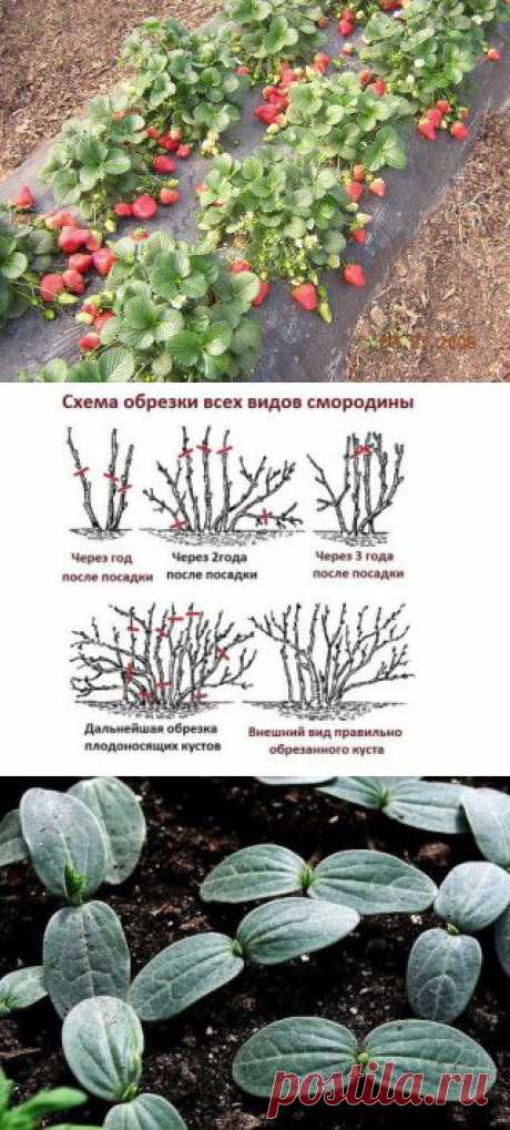 Дачные хитрости-Одноклассники
