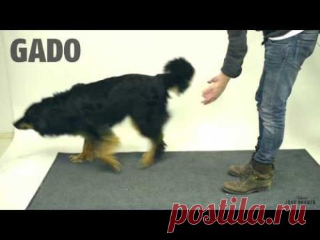 These Dogs Are Very Confused After Magician Performs Trick to Vanish Their Treat