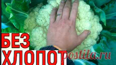 Выращивание цветной капусты от семян до урожая. | Vogorode.pro | Дзен