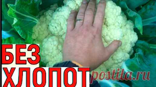 Выращивание цветной капусты от семян до урожая. | Vogorode.pro | Дзен