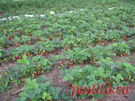 (48) Одноклассники