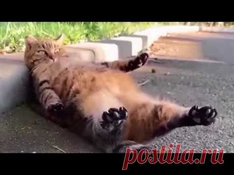 Смешные видео про котов😂