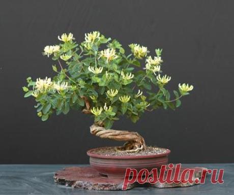 Lonicera periclymenum/ European honeysuckle (by Walter Pall)  |  Pinterest • Всемирный каталог идей