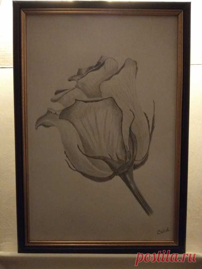 Роза нарисована карандашом, работа Рашкована Александра