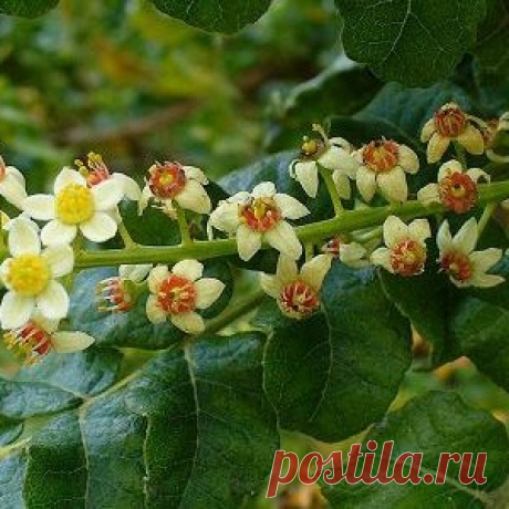 Ладан - что это такое и как его применять в домашних условиях? - МирТесен