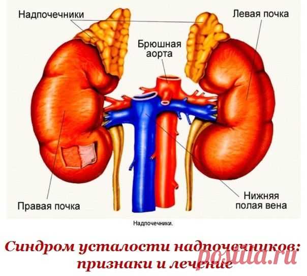 Синдром усталости надпочечников: признаки и лечение