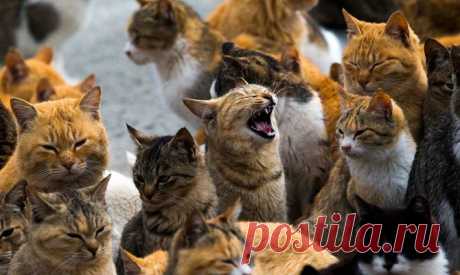 Фотогалерея: Кошки захватили японский остров - Новости Mail.Ru