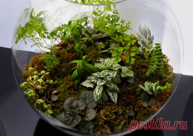 Флорариумы: виды, описание, идеи оформления ~ Planetalsad