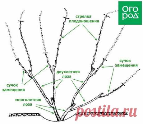 Как правильно обрезать виноград – подробная инструкция для новичков