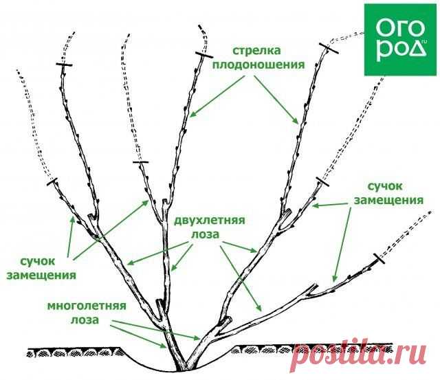 Как правильно обрезать виноград – подробная инструкция для новичков