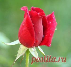 Привет Друг