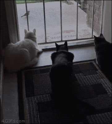 tumblr_od9a6uRtvh1tlb56zo1_400.gifv (362×400)