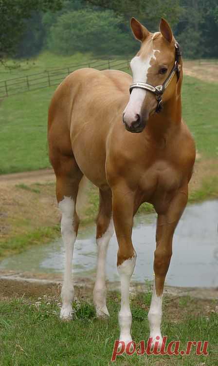 Pretty young horse,  
showgirlglitz.tumblr.com  |  Pinterest • Всемирный каталог идей