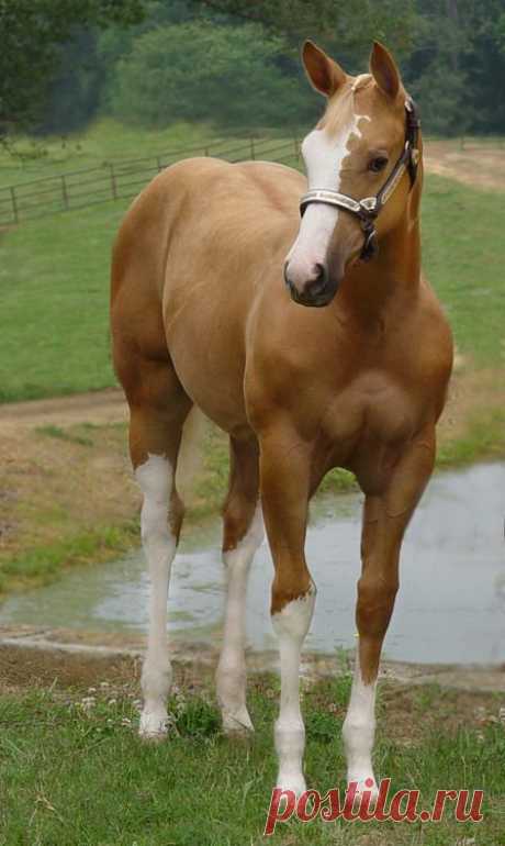 Pretty young horse,  
showgirlglitz.tumblr.com  |  Pinterest • Всемирный каталог идей