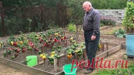 ДЕСЯТЬ ОШИБОК, КОТОРЫЕ ЛИШАЮТ ВАС БОЛЬШИХ УРОЖАЕВ СЛАДКОГО ПЕРЦА 
Сохрани шпаргалку, поделись с одноклассниками! 
1.Слишком быстроТоропиться с посадкой нельзя. Высадив растения в открытый грунт до того как температура воздуха достигнет 20-25° С, получим задержку в развитии и недоберем урожай. Высаживать рано можно лишь под пленку и в парники.
2. Мало света
В тени перцы хиреют, начинают вытягиваться и падают от ветра. Плодов они в таком состоянии не завязывают. Чтобы перцы не страдали от нехват