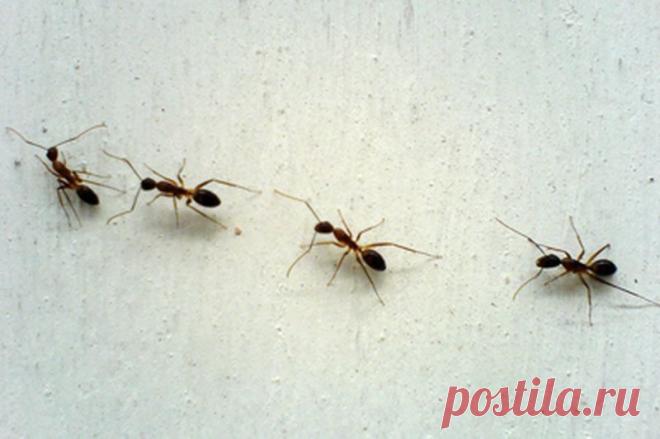 Использование мела в быту — Делимся советами