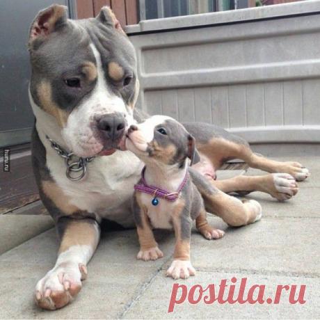 Huru.ru :: А говорят, питбули — жестокие