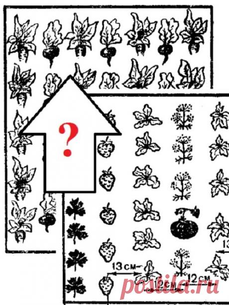 Севооборот овощных культур на огороде дачного участка снимает проблему усталости почв, повышает качество урожая. "Запускаем" легкую схему ротации культур