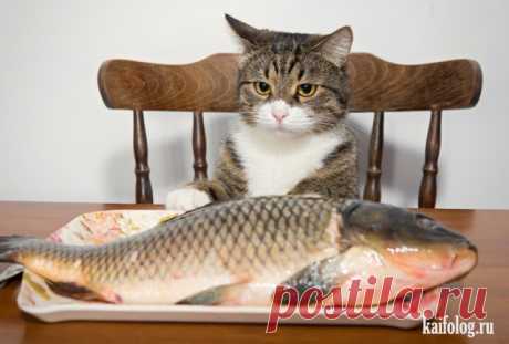 Удивительные фото с котами, сплошной позитив))  



12345
 
678910111213141516171819202122232425
 
26272829303132333435363738394041424344454647484950

 

https://foto.prikolisti.com/node/440076



