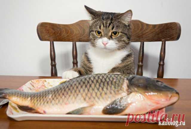 Удивительные фото с котами, сплошной позитив))  



12345
 
678910111213141516171819202122232425
 
26272829303132333435363738394041424344454647484950

 

http://foto.prikolisti.com/node/440076



