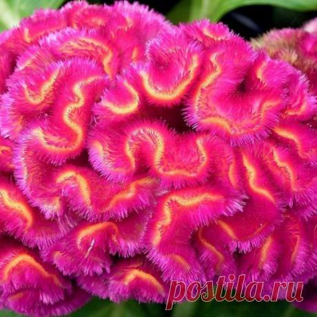 Прекрасная целозия