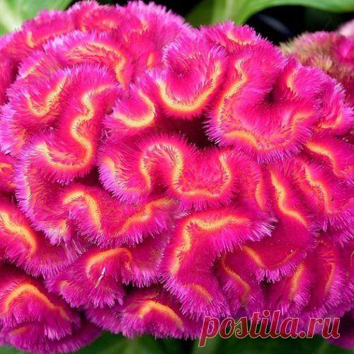 Прекрасная целозия