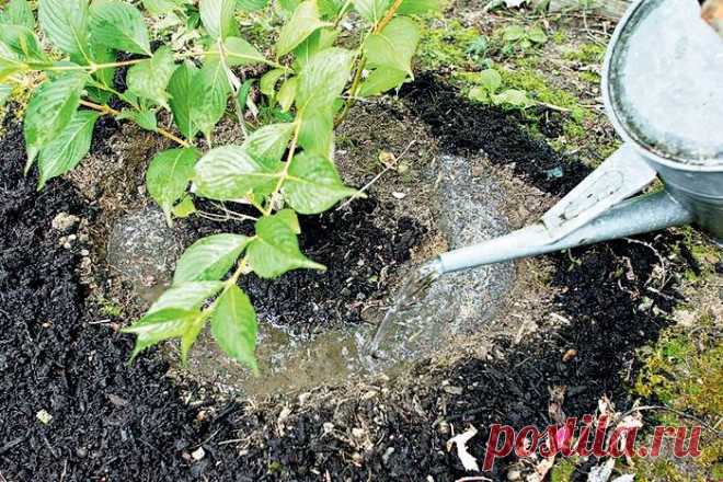 Гортензия метельчатая 'Фантом': фото и описание, посадка и уход