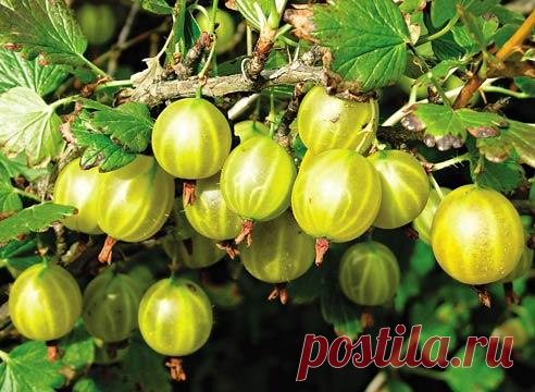 Золотые правила выращивания крыжовника