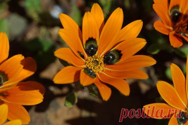 813651cc957346502638ead453c3380a_i-4812.jpg (600×402)Гортерия раскидистая