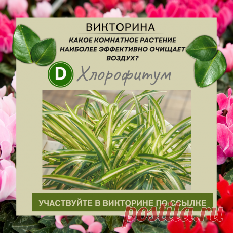 Какое комнатное растение наиболее эффективно очищает воздух? - Узнайте правильный ответ в нашей викторине по ссылке